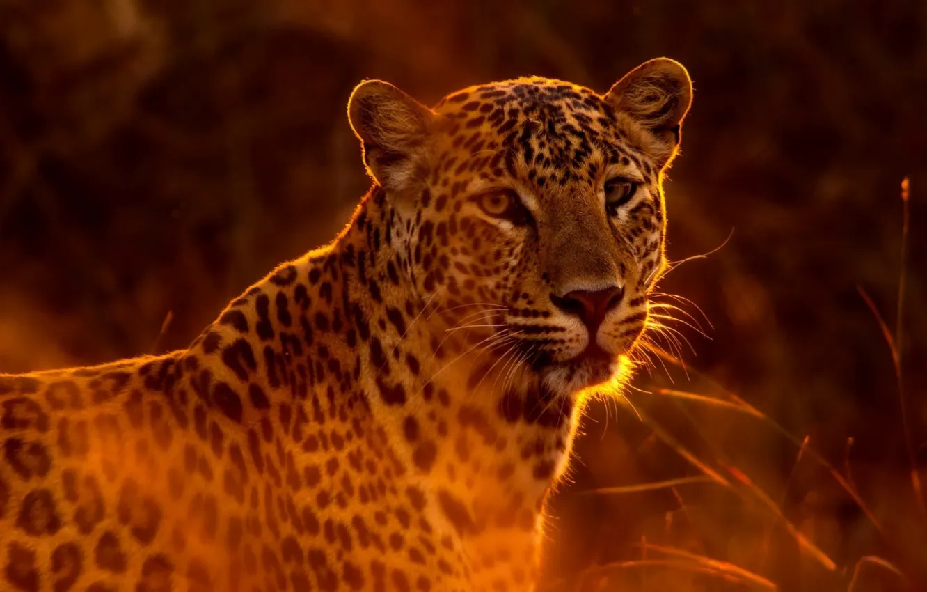 Photo wallpaper cat, predator, leopard