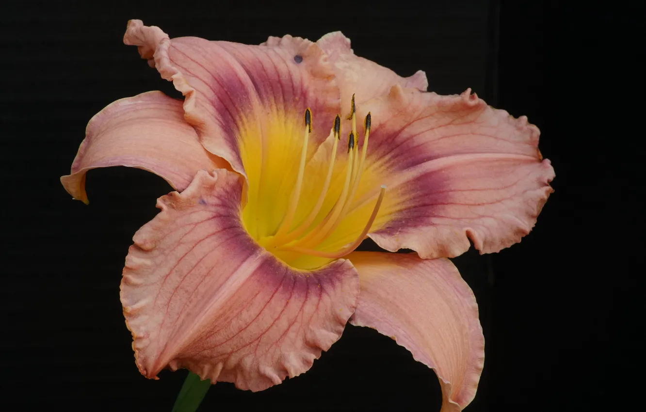 Photo wallpaper flowers, background, daylilies