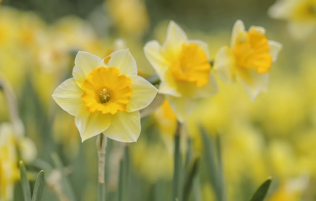 Photo wallpaper nature, spring, petals, meadow, daffodils