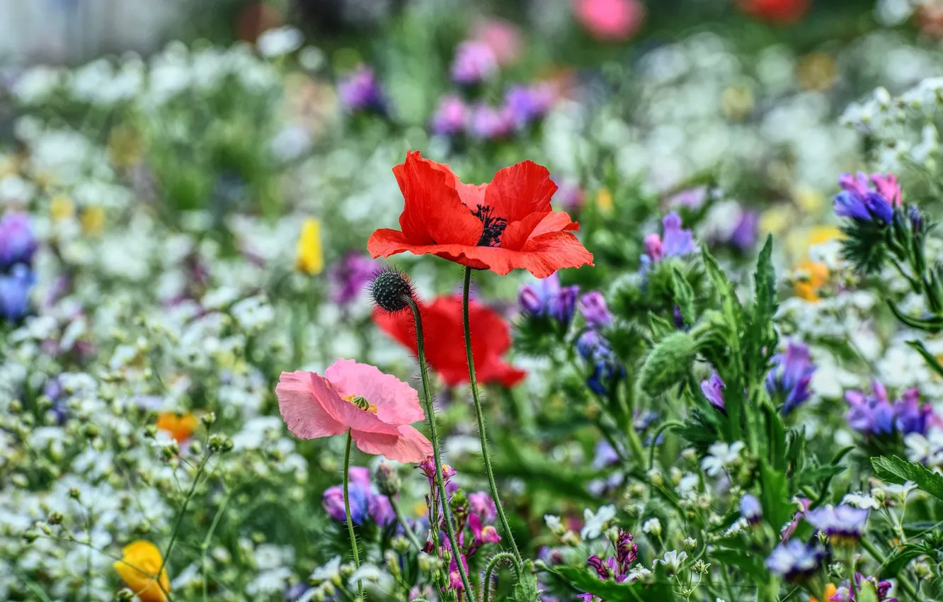 Photo wallpaper flowers, Mac, Maki, meadow, field