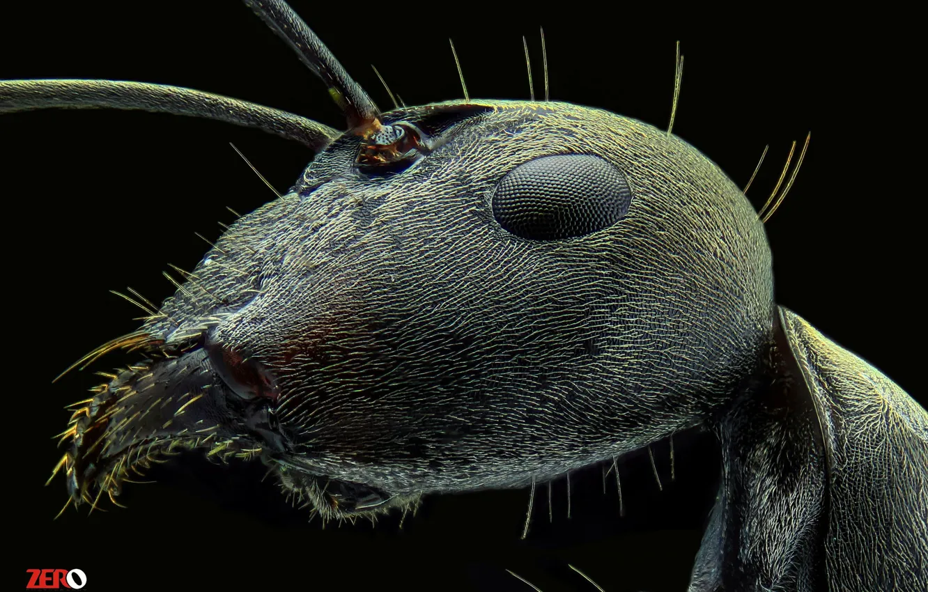 Photo wallpaper macro, background, portrait, ants, insect