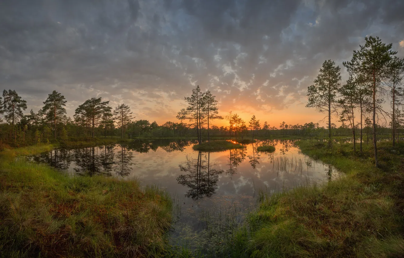 Photo wallpaper grass, water, trees, the evening, pine, sunset, A summer evening in the marshes, Mikhail Shirobokov