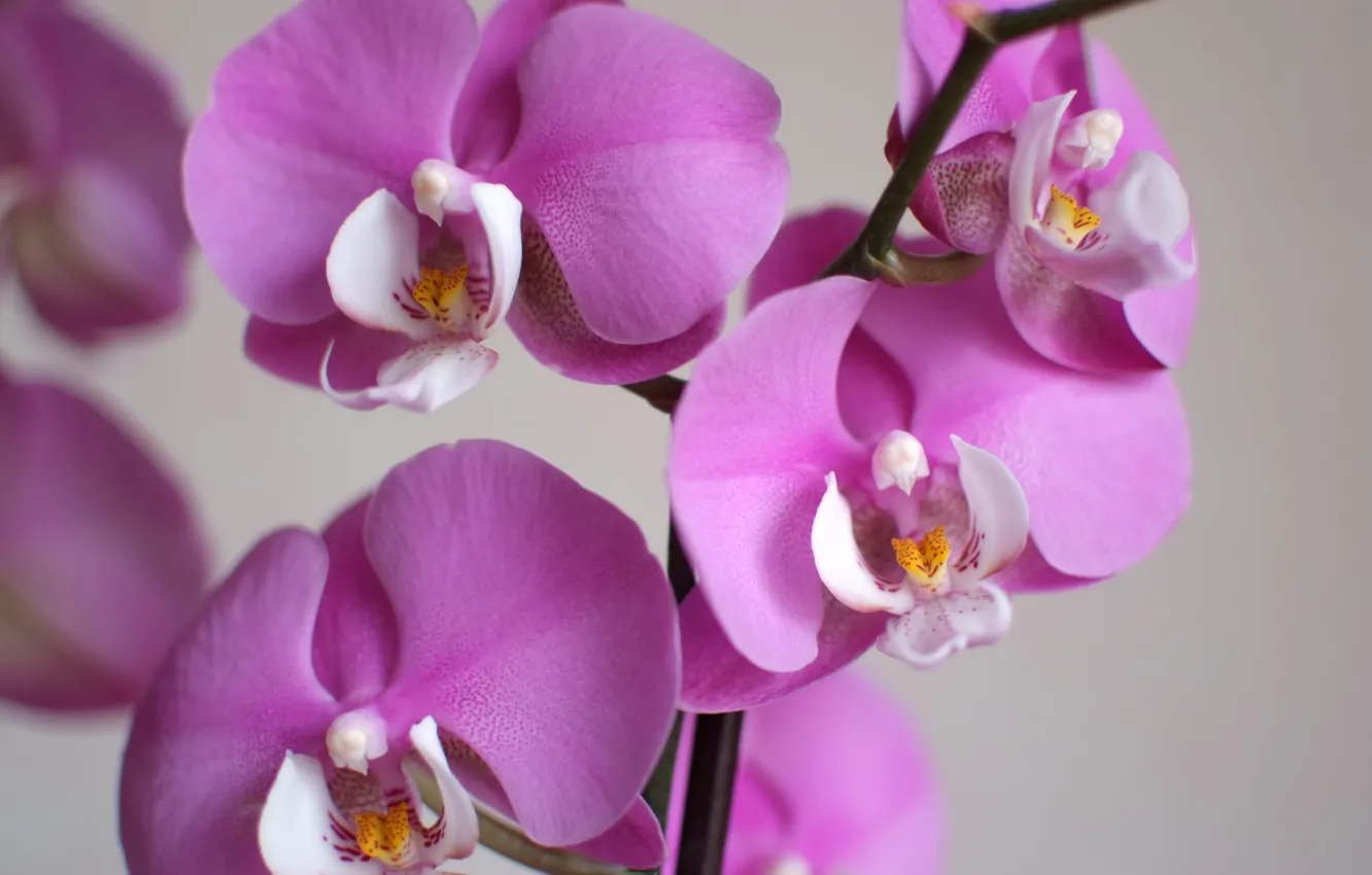 Photo wallpaper macro, flowers, petals, Orchid