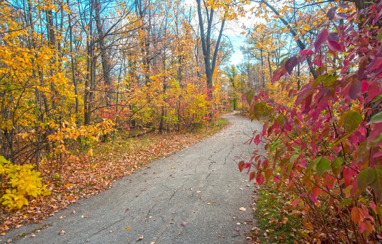 Photo wallpaper autumn, leaves, Park, track