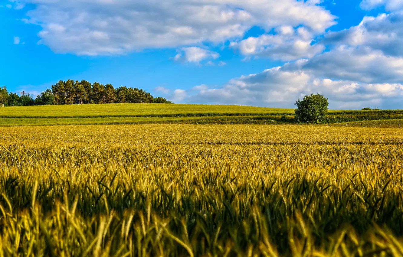Photo wallpaper field, forest, blue, ears