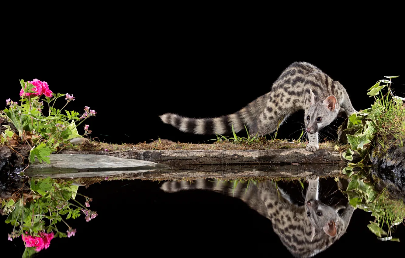 Photo wallpaper flowers, pose, reflection, shore, black background, pond, mirror, the civet cat