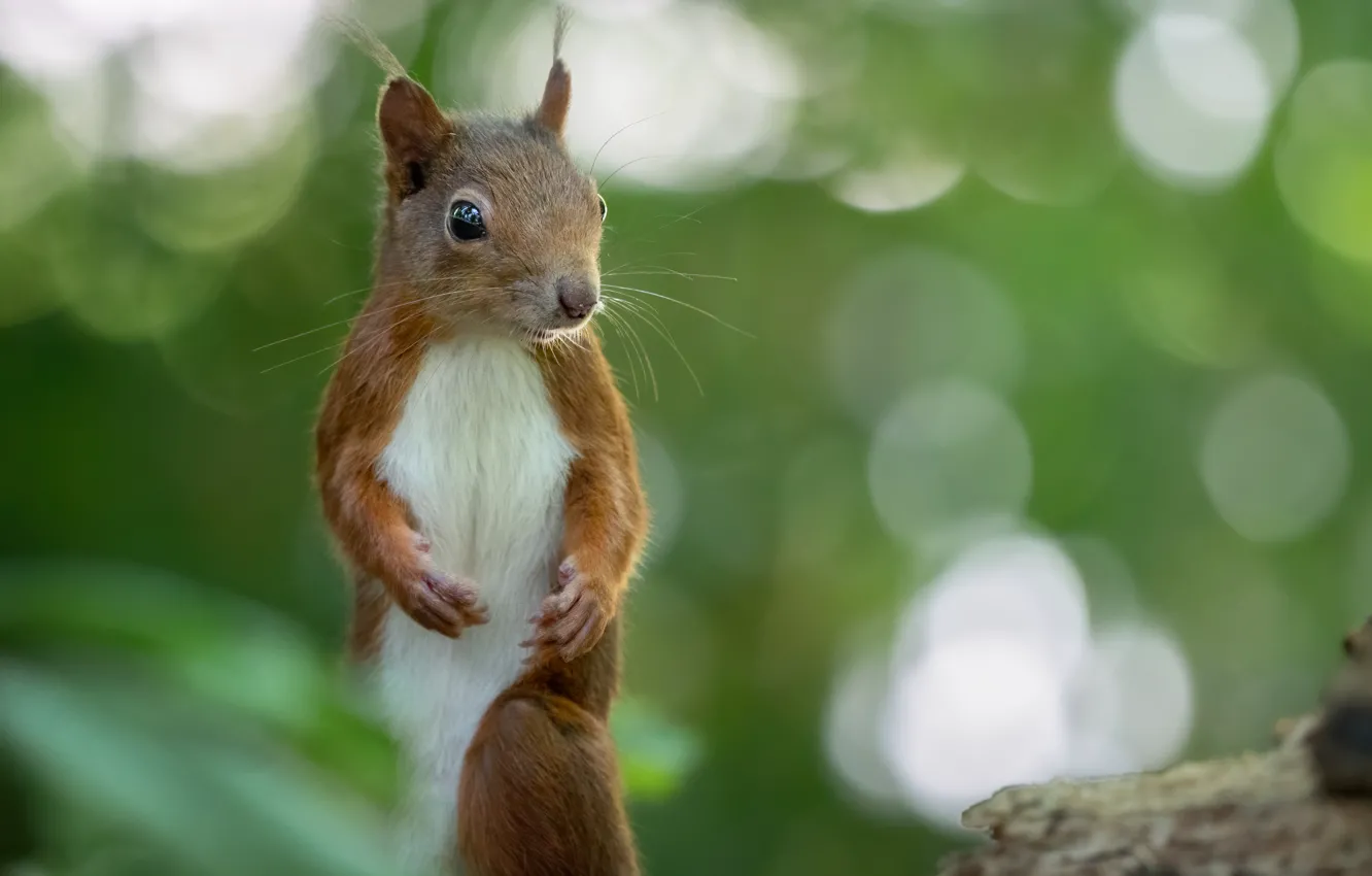 Photo wallpaper nature, pose, animal, protein, bokeh, animal, rodent