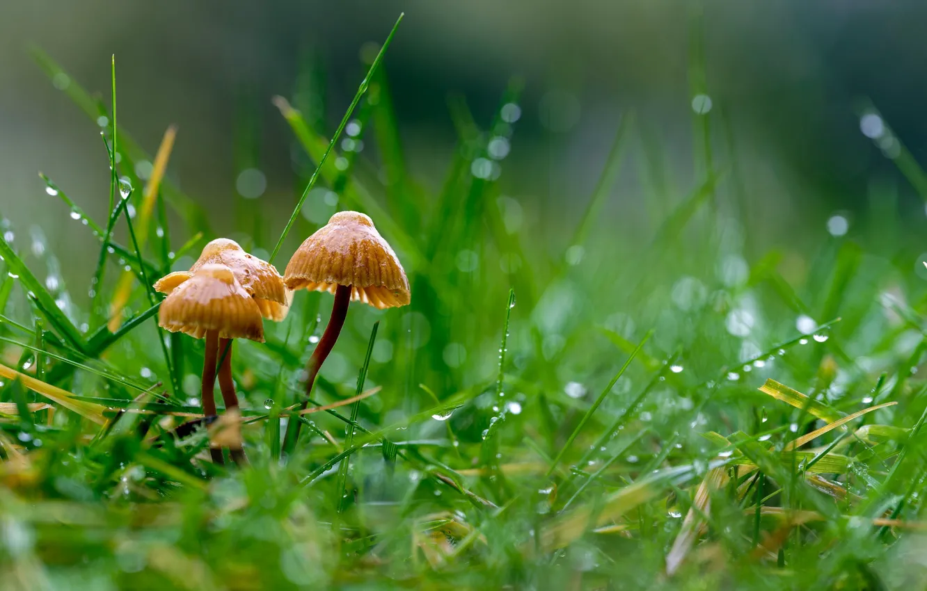 Photo wallpaper grass, Rosa, mushrooms