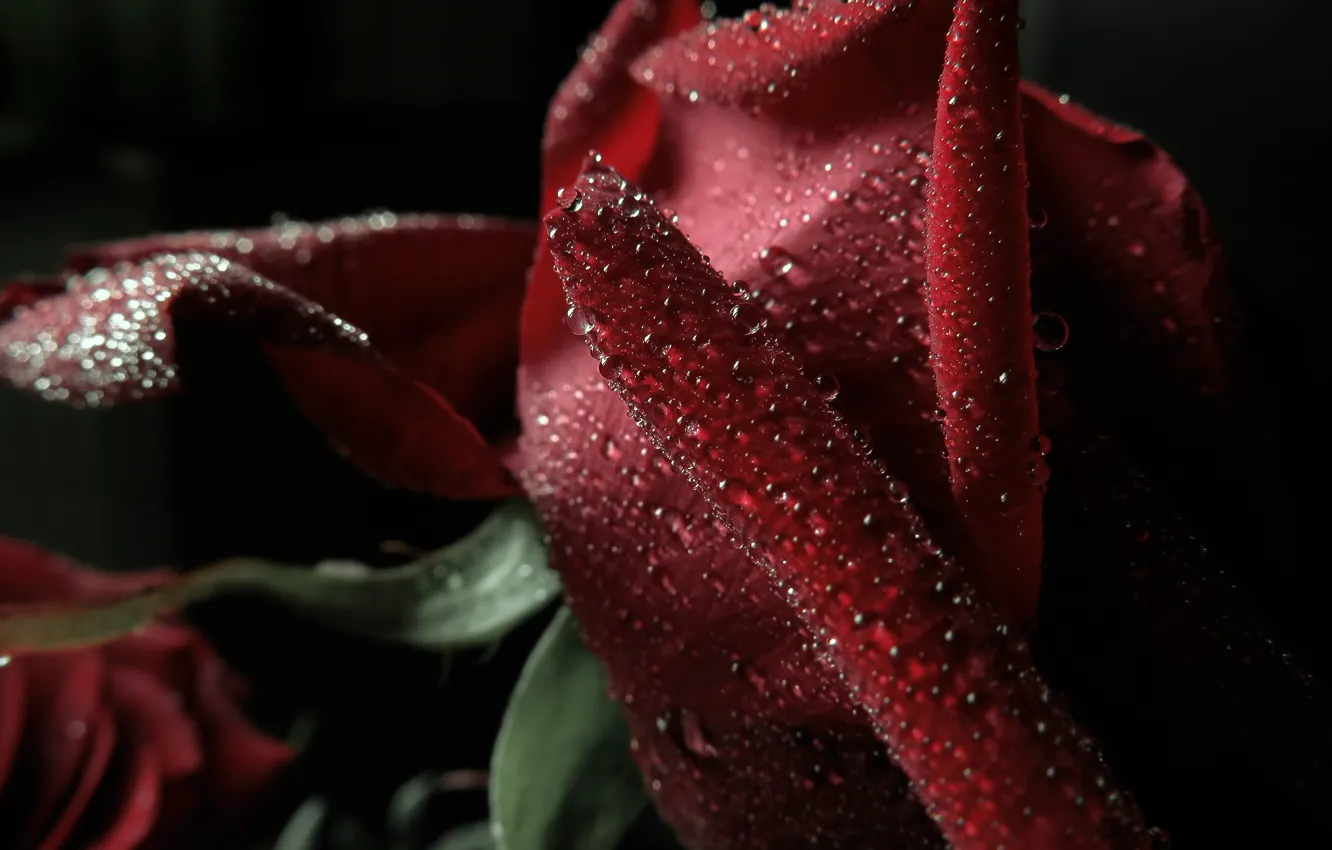 Photo wallpaper drops, macro, Rose, petals, rose, red, macro, bokeh