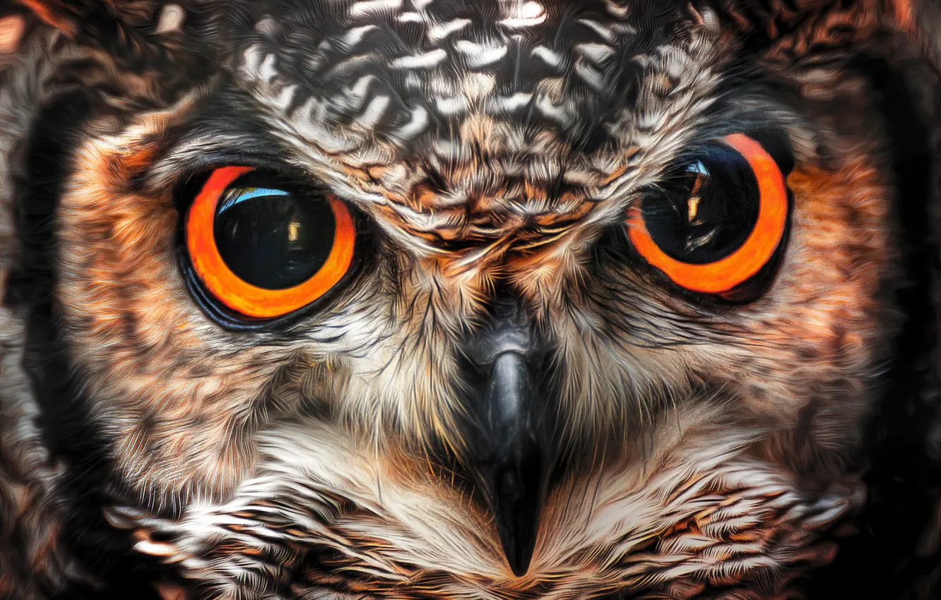 Photo wallpaper look, owl, bird, beak, eyes