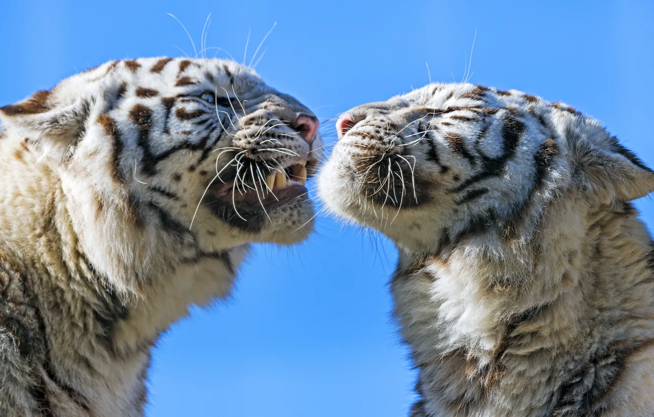 Photo wallpaper white, mustache, look, face, light, tiger, portrait, pair