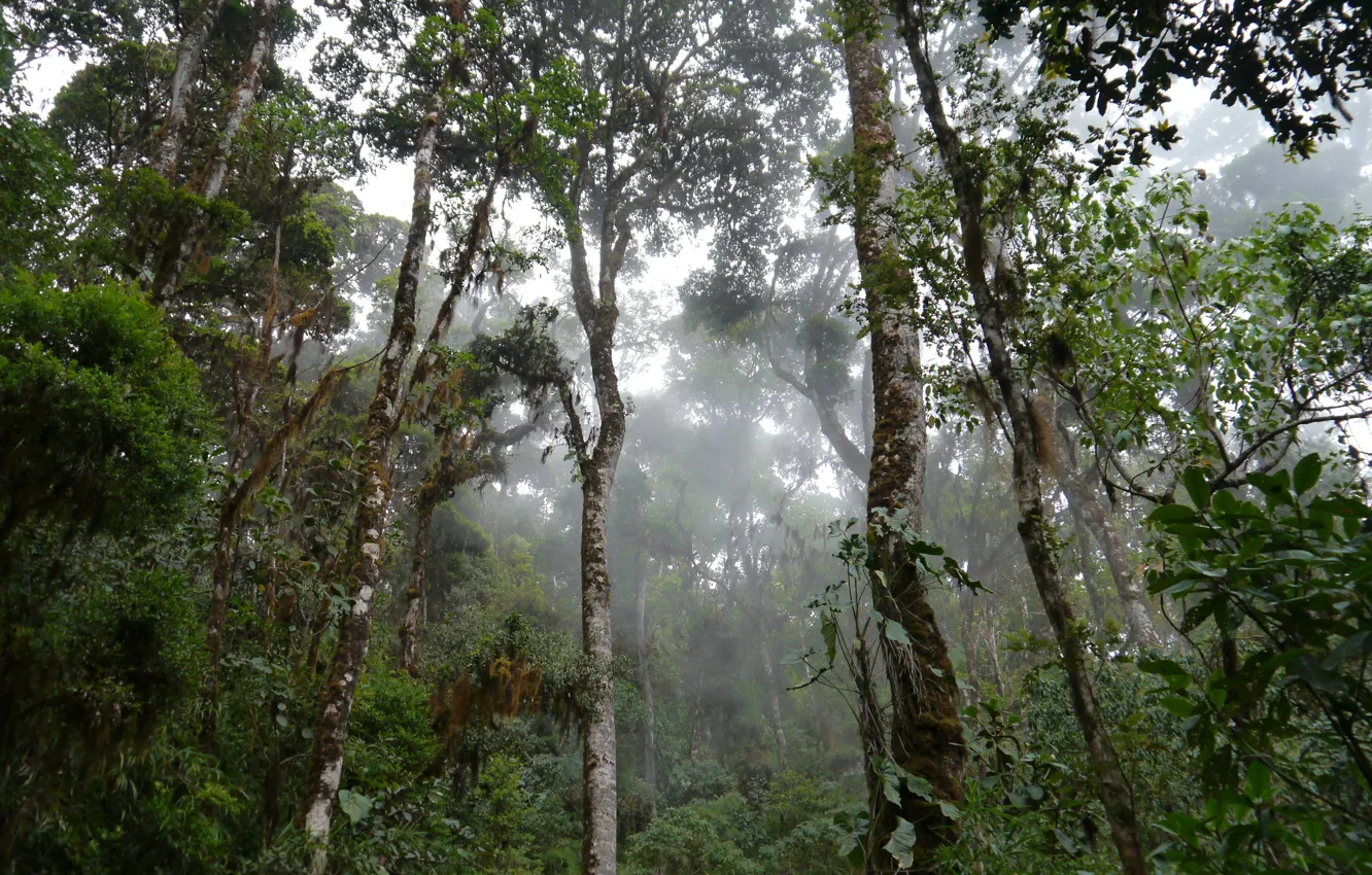 Photo wallpaper rain, moisture, Selva, rainforest, mossy trees in mist