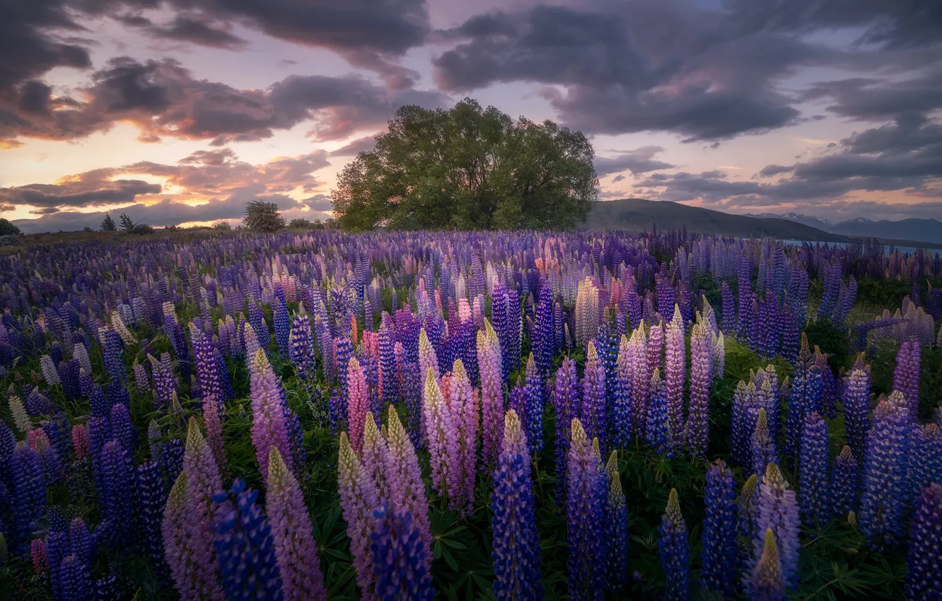 Photo wallpaper field, summer, the sky, clouds, flowers, clouds, tree, hills