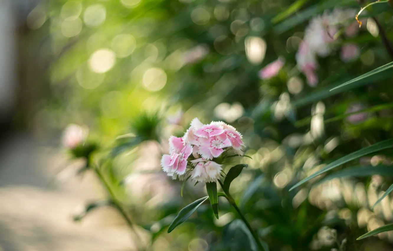 Photo wallpaper macro, flowers, meadow