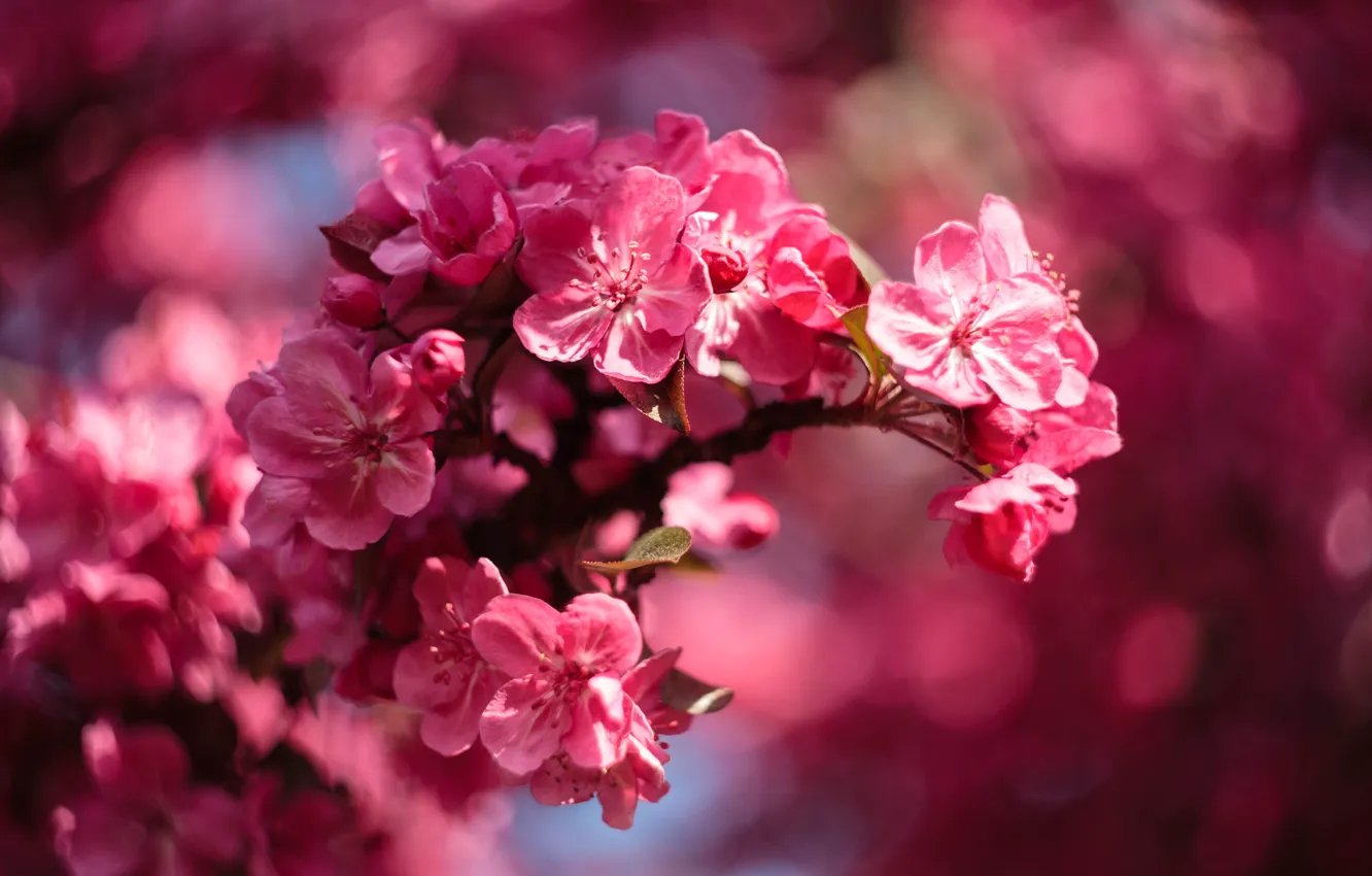 Photo wallpaper light, flowers, branches, bright, blur, spring, pink, Apple
