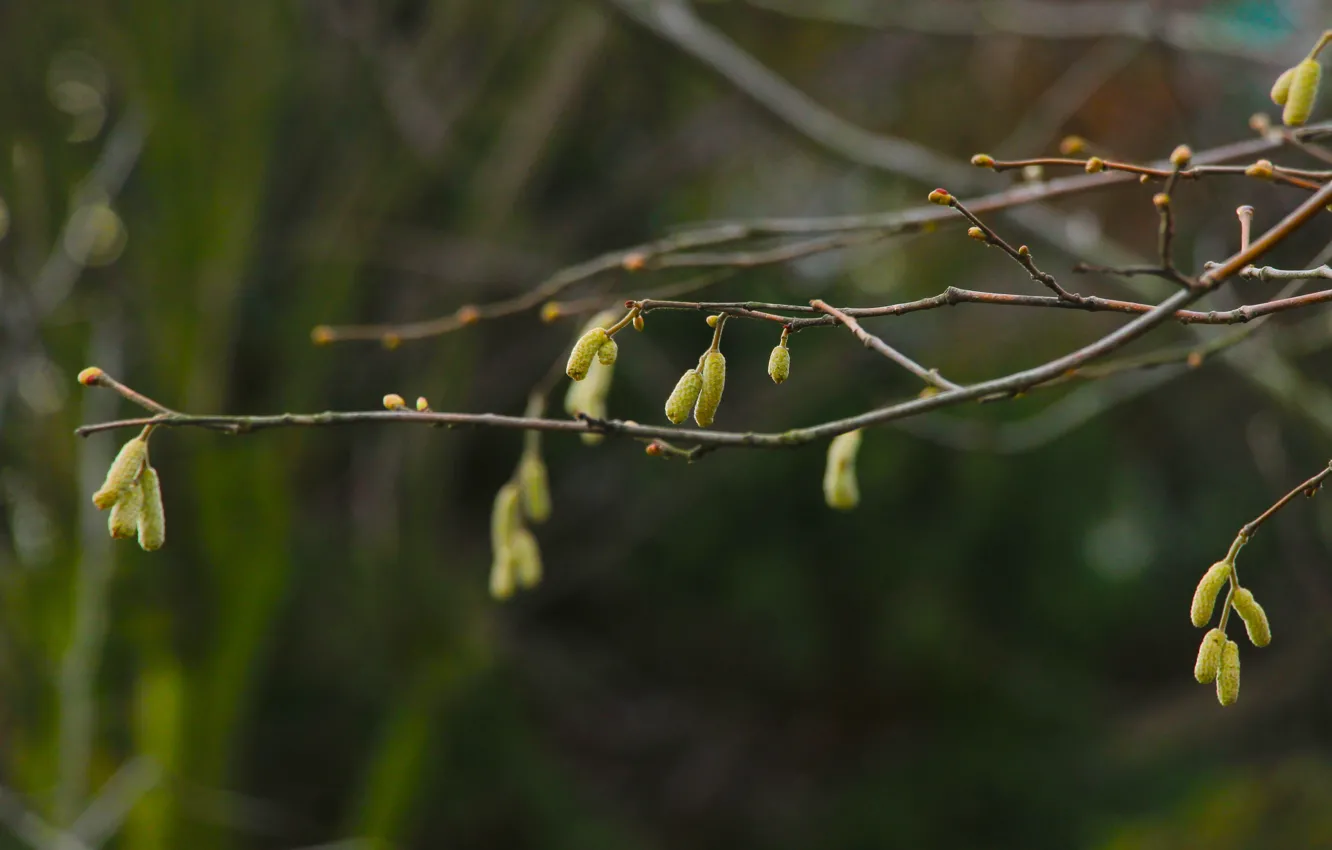 Photo wallpaper forest, park, tree, twig