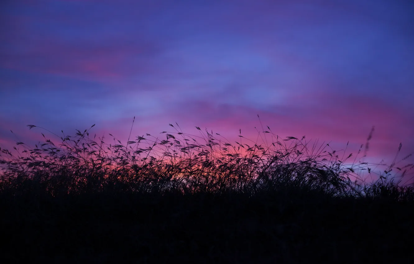 Photo wallpaper the sky, grass, sunset, blue, the evening, raspberry
