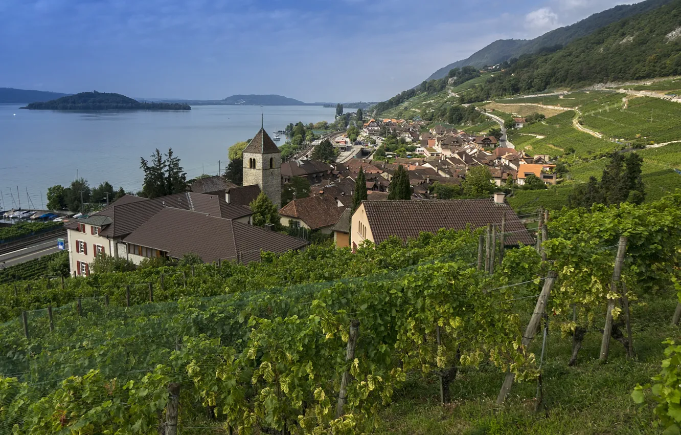Photo wallpaper mountain, slope, the vineyards