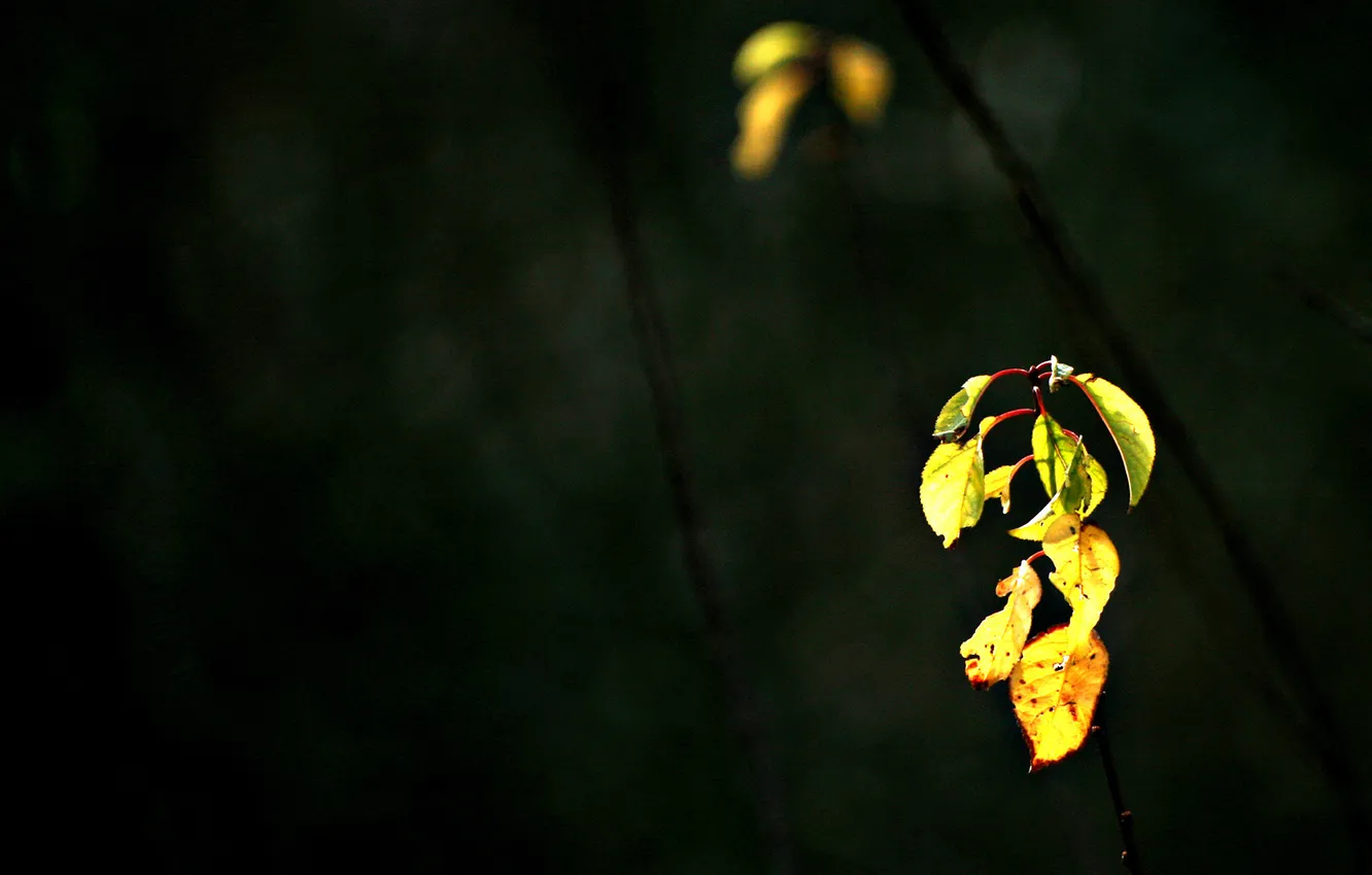 Photo wallpaper branches, darkness, leaves, young