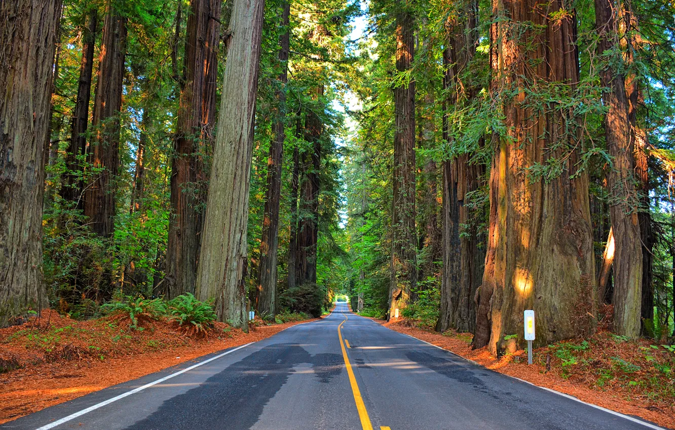 Photo wallpaper road, forest, trees, highway
