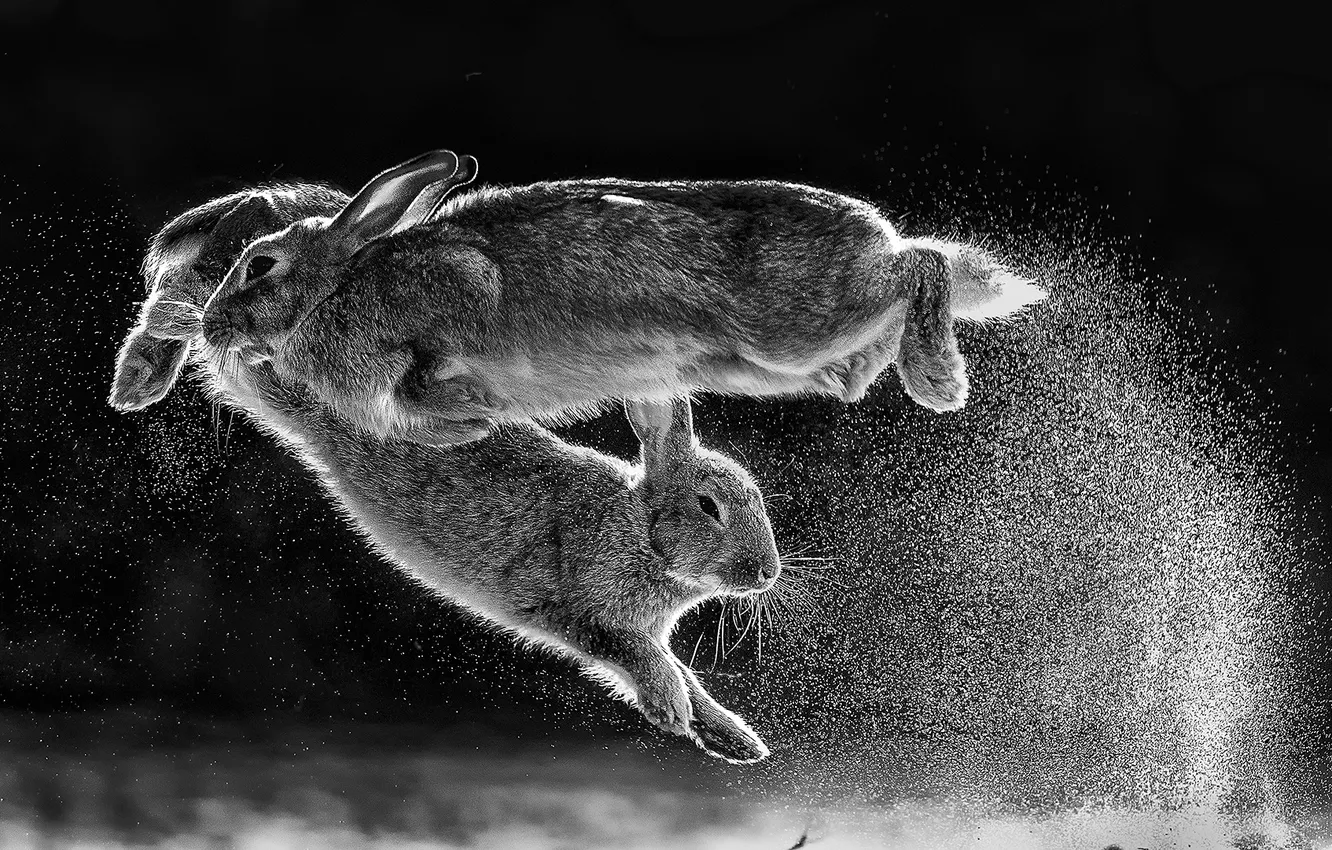 Photo wallpaper animals, nature, hare