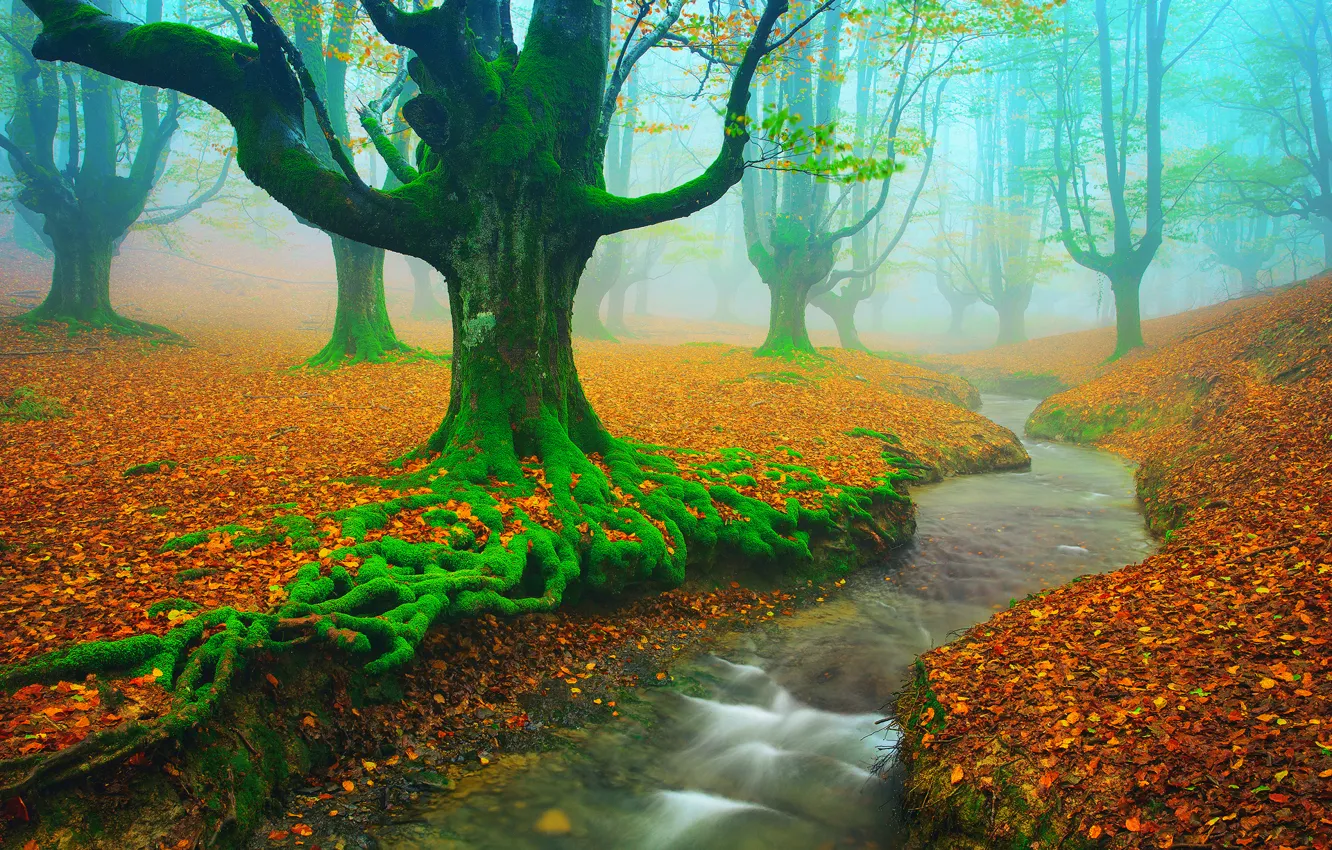 Photo wallpaper autumn, trees, river, stream, foliage, moss, Spain, November