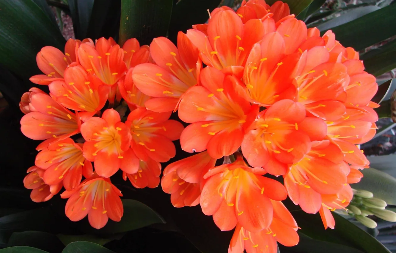 Photo wallpaper inflorescence, houseplant, Cleve cinnabar