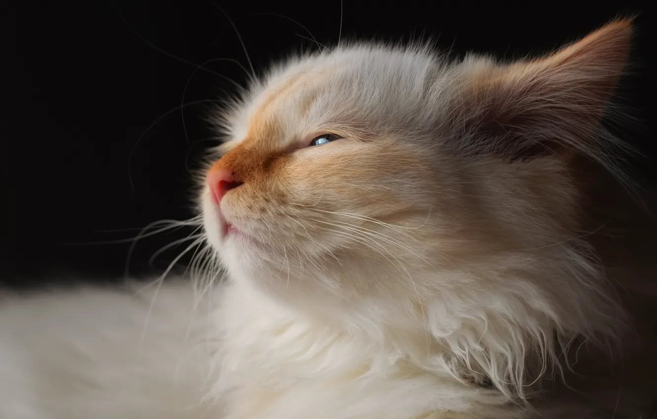 Photo wallpaper cat, white, face, the dark background, kitty, Neva masquerade, red-point