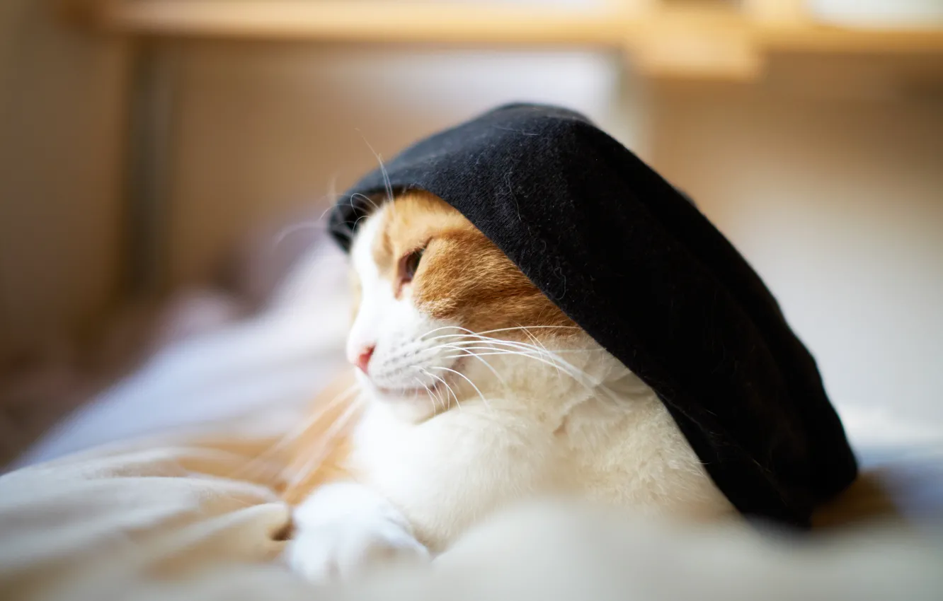 Photo wallpaper cat, cat, clothing, white-red