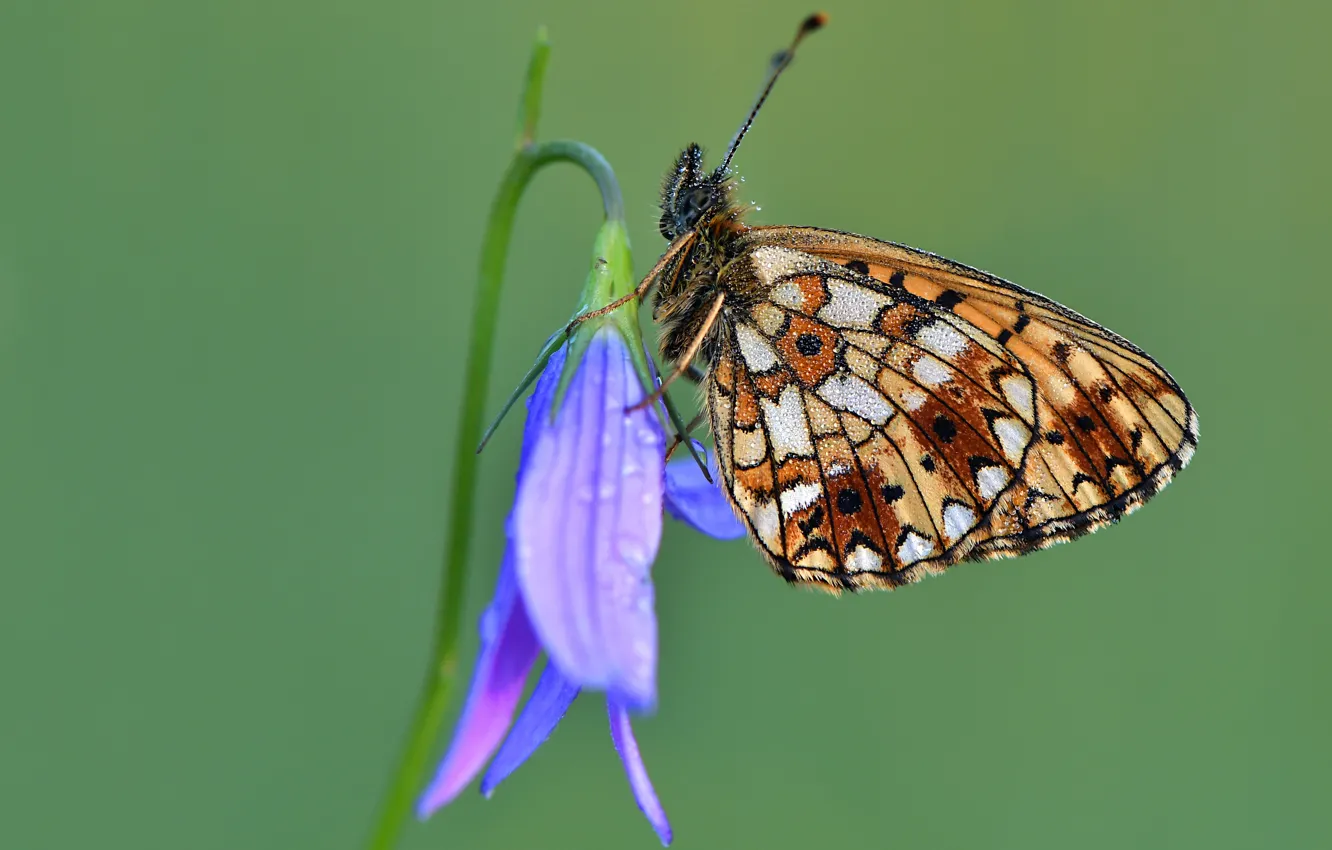 Photo wallpaper drops, macro, flowers, Rosa, butterfly, stem, insect, bells