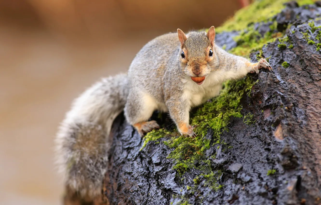 Photo wallpaper pose, grey, background, moss, stump, protein, bark, nuts
