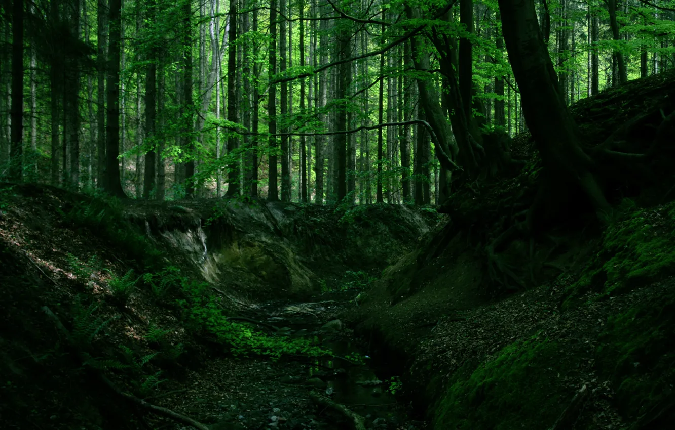 Photo wallpaper forest, trees, nature, roots