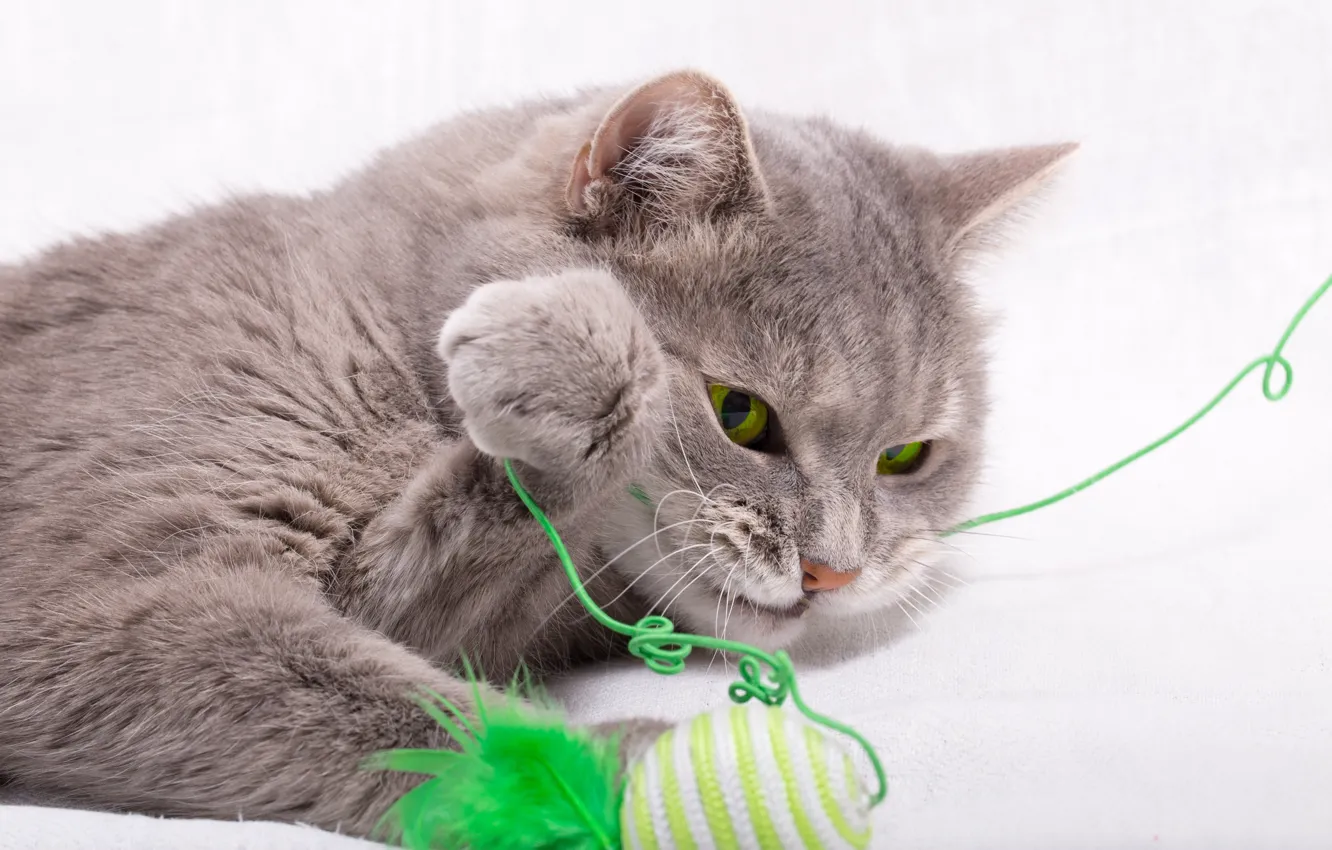 Photo wallpaper cat, cat, grey, toy, feathers, white background, the ball, thread