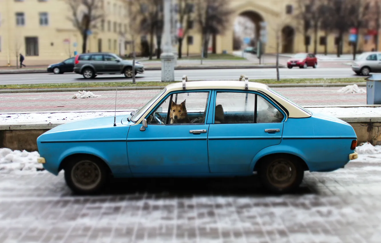 Photo wallpaper Ford, dog, mood, Minsk, dog driver