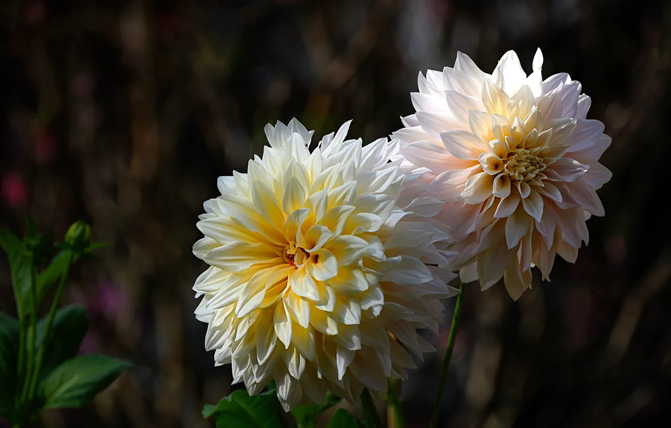 Photo wallpaper flowers, the dark background, garden, white, bokeh, dahlias