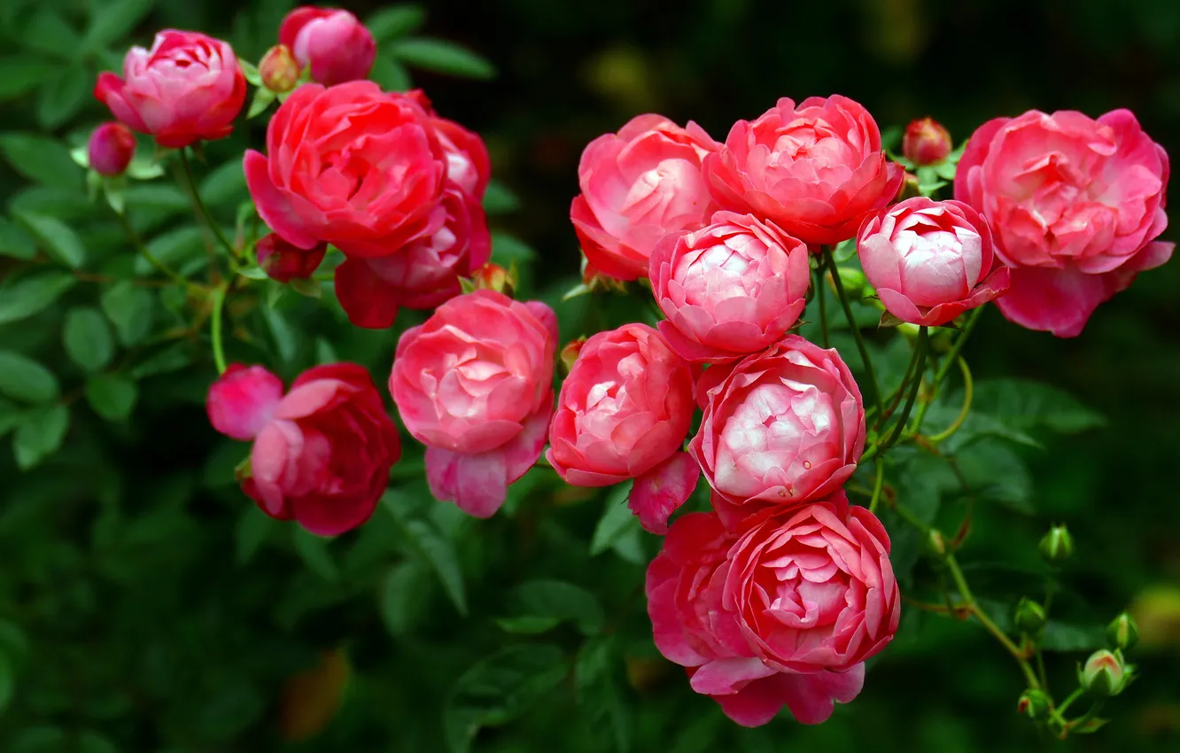 Photo wallpaper greens, flowers, branches, red, roses, garden, pink, rose Bush