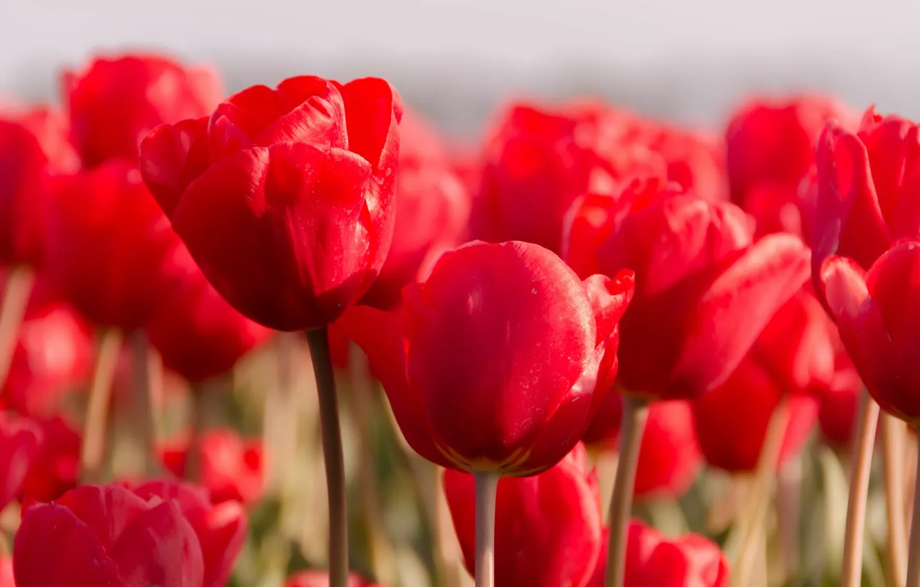 Photo wallpaper flowers, nature, tulips