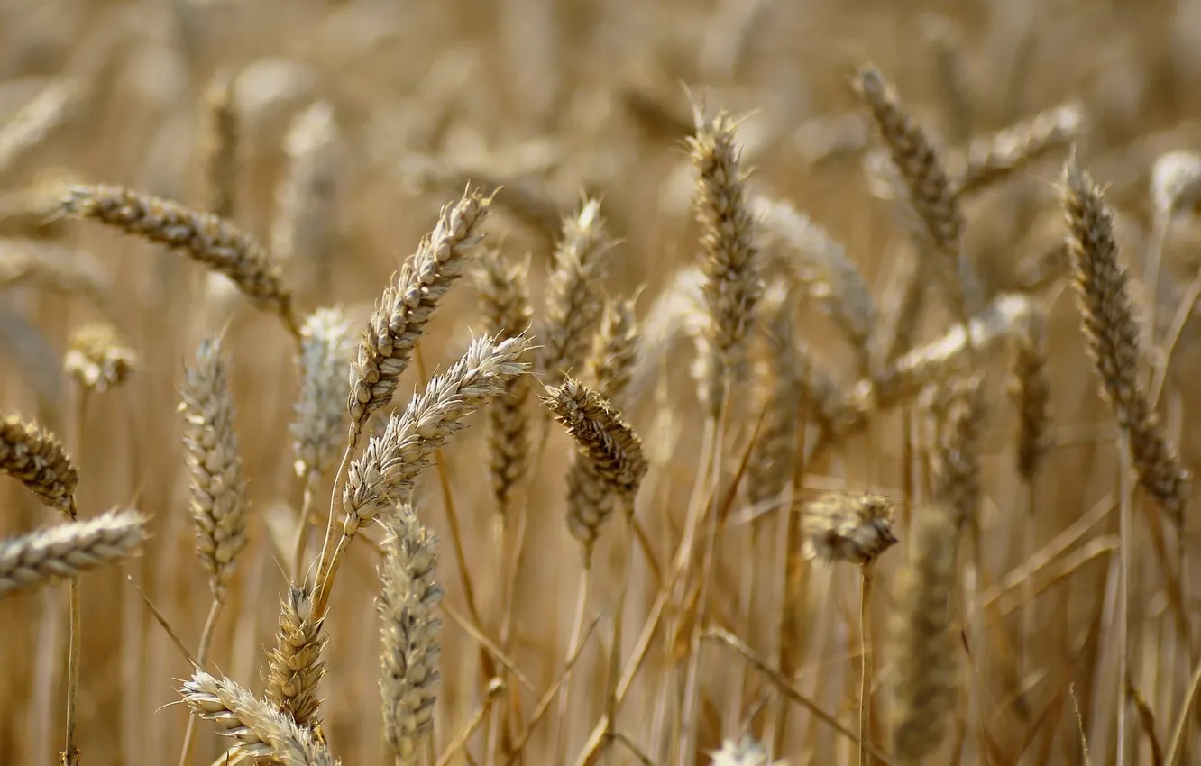 Photo wallpaper field, summer, macro, spikelets, ears