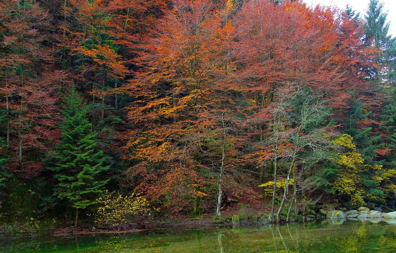 Photo wallpaper autumn, forest, trees, pond, stones