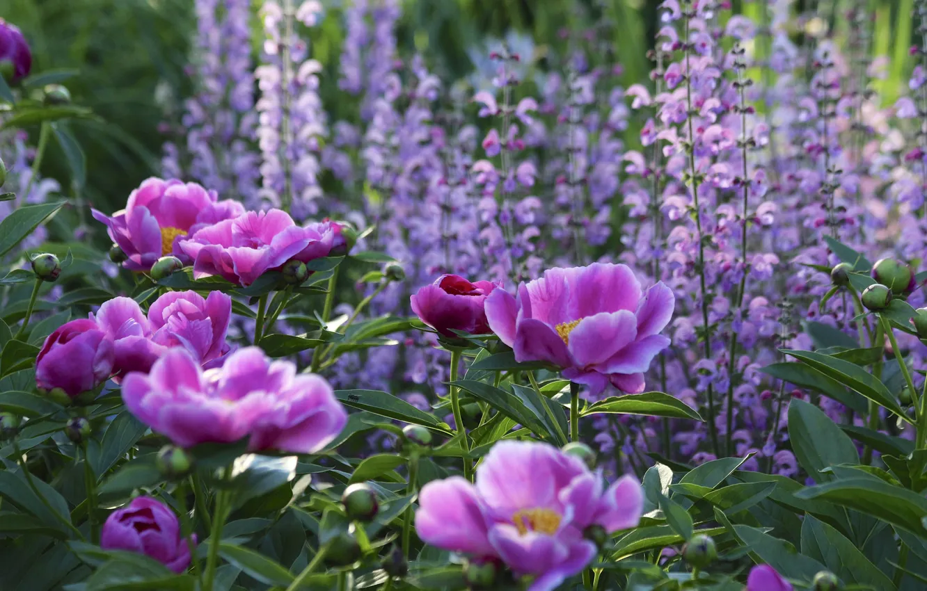 Photo wallpaper garden, bokeh, peonies