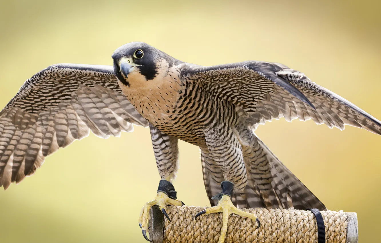 Photo wallpaper bird, wings, predator, Falcon