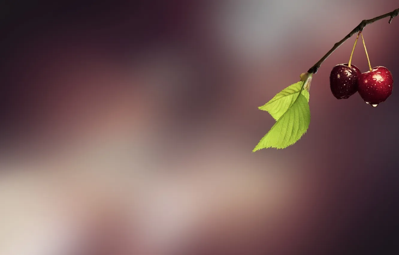 Photo wallpaper cherry, berries, leaf