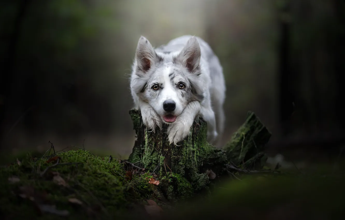 Photo wallpaper look, face, background, moss, stump, dog, The border collie