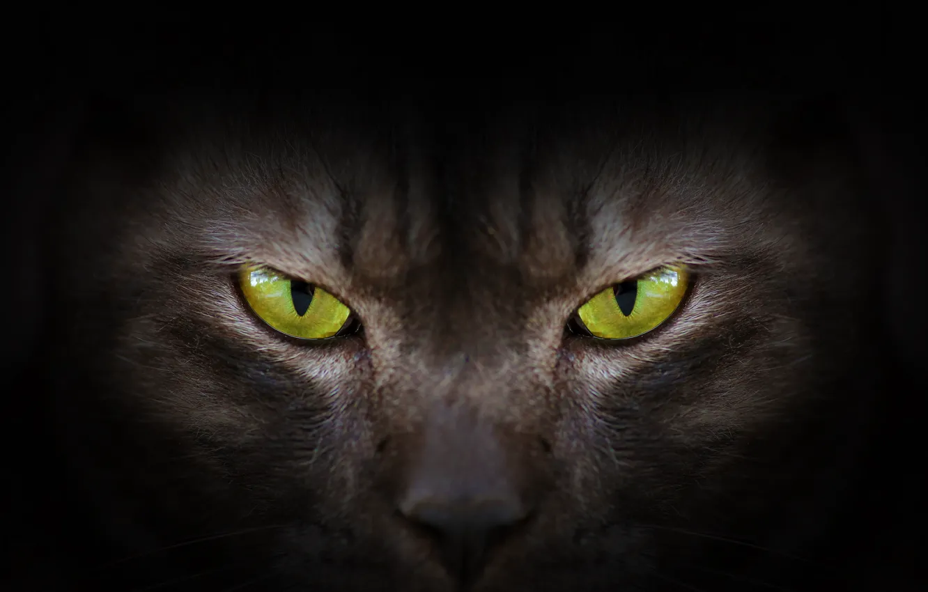 Photo wallpaper eyes, look, green, black, eyes, cat, black cat