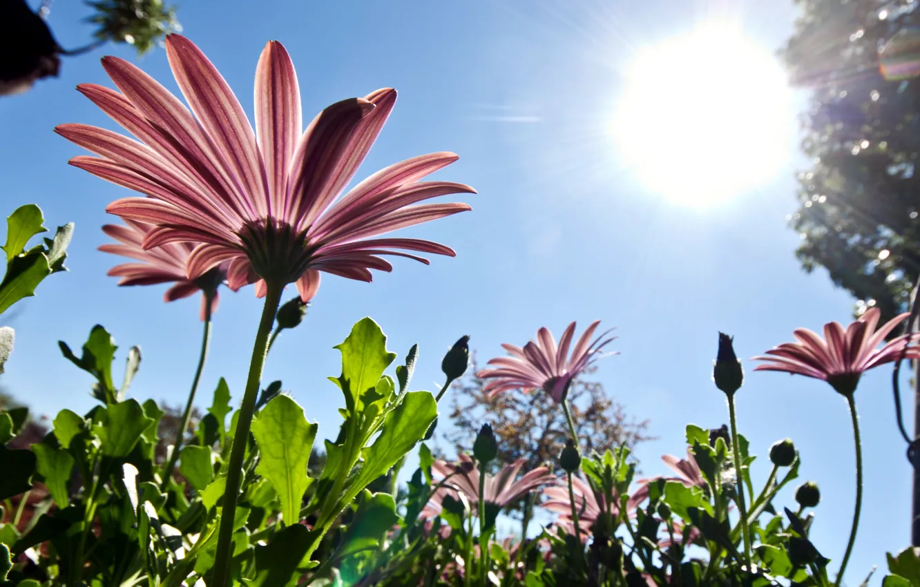 Photo wallpaper the sky, the sun, flowers, nature, spring, petals, pink, from the bottom up