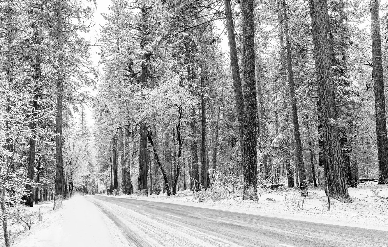 Photo wallpaper winter, road, trees