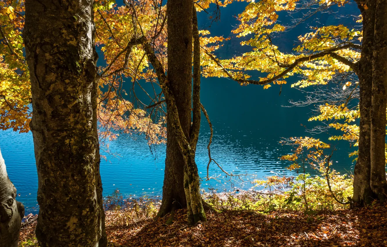 Photo wallpaper autumn, trees, landscape, nature, lake, Germany