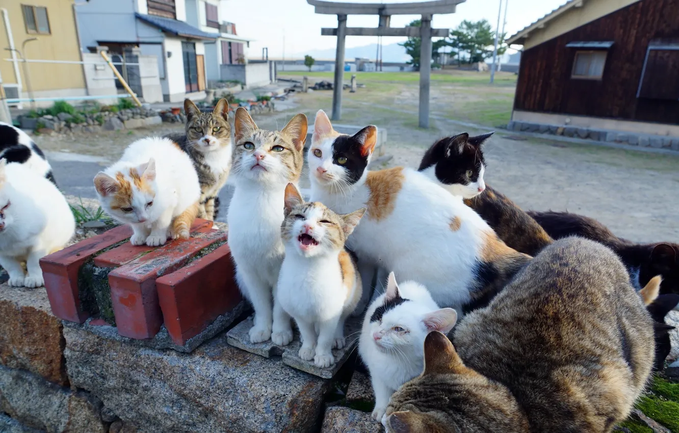 Photo wallpaper cats, pack, gang