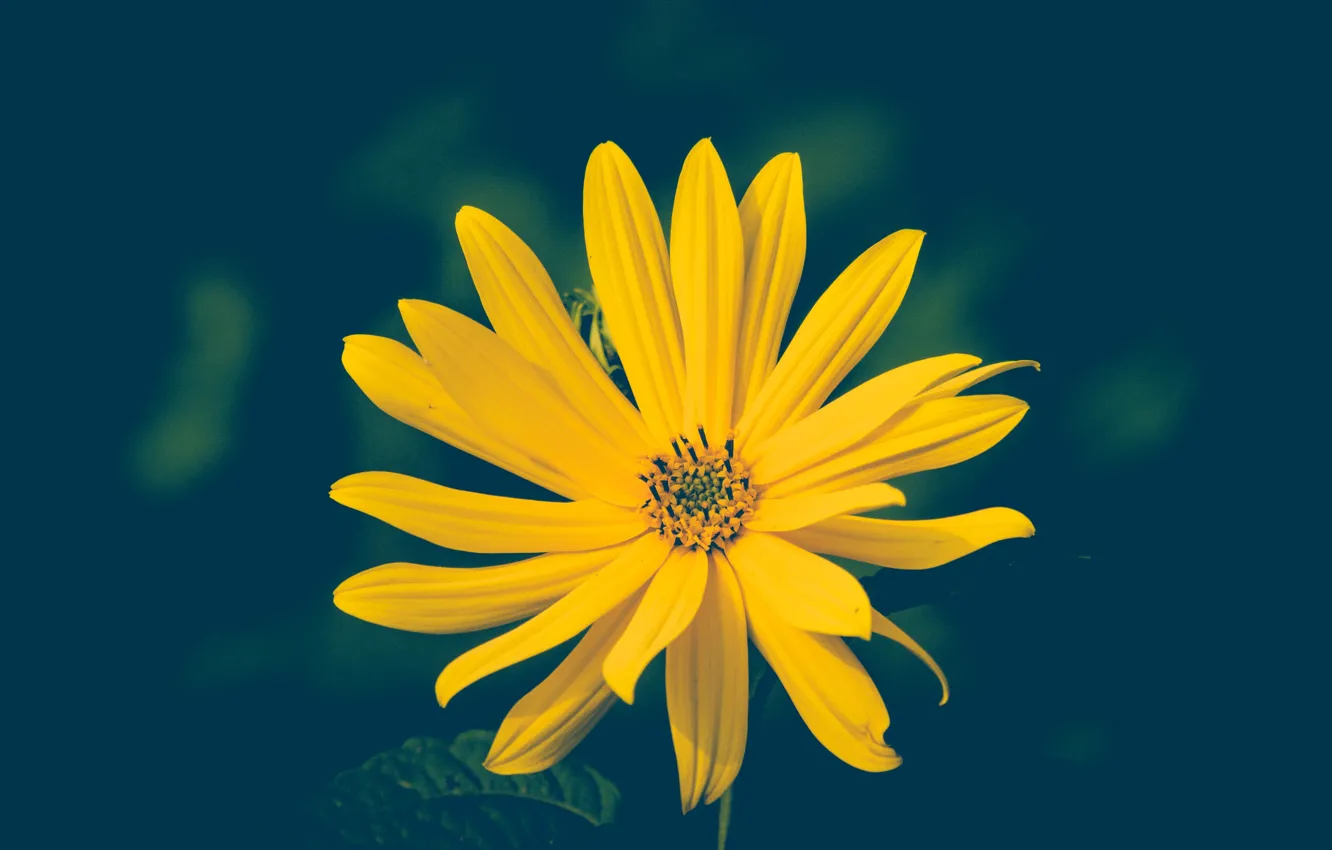 Photo wallpaper macro, petals, Jerusalem artichoke