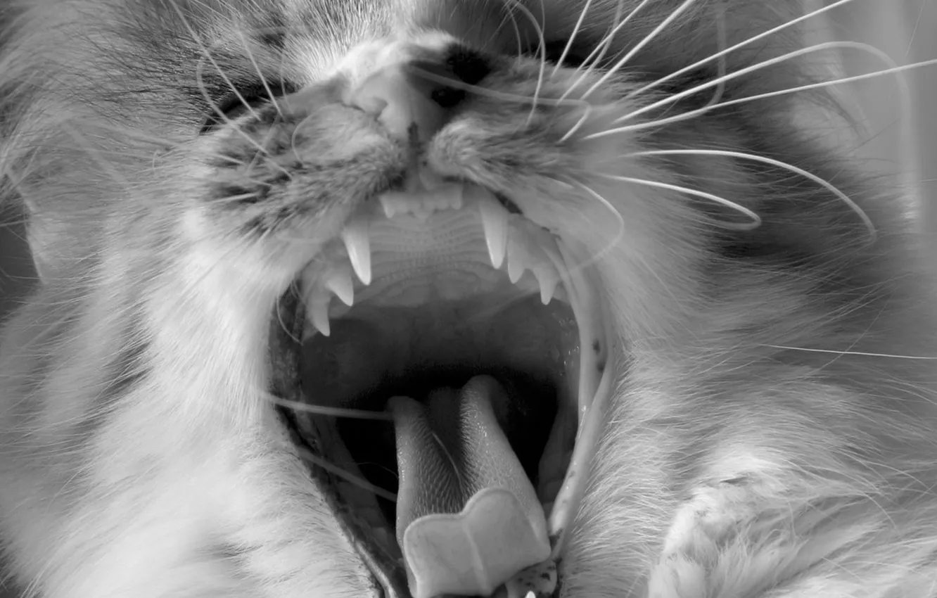 Photo wallpaper language, cat, mustache, teeth, fangs, black and white